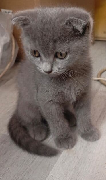 Britan yastı qulaq, Erkək, Ünvandan götürmə lalafo.az -da Britan yastı qulaq, Erkək, Ünvandan götürmə