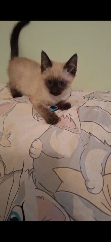 yuxuda ördək balası görmək: Şotland yastı qulaq — 2