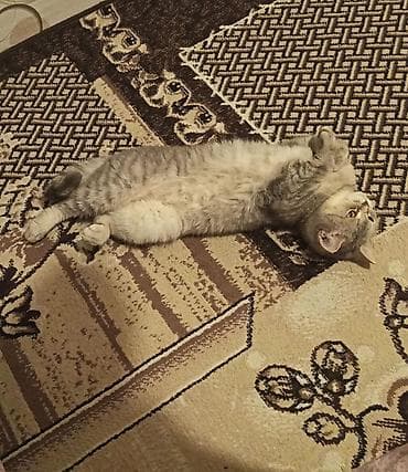 Gəmiricilər: Xarici pasportu ve sexsiyet vesiqe hamsi var Terbiye olmuş Ev pişiyidi — 1