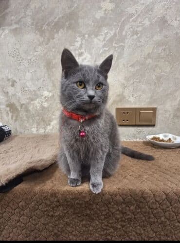 keçi dişi: Dişi, Yaxşı əllərə, Ünvandan götürmə — 1