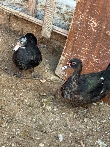 zumrud ordək: Muscovy (hind) ördəkləri – 2 ədəd Xüsusiyyətlər: - Rəng: tünd-qara — 1