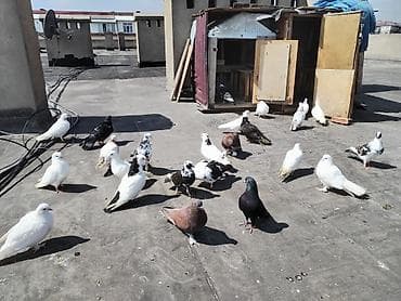 Quşlar: Ev göyərçinləri – müxtəlif rəng və cinslər Cutler 15 azn - Qrup — 7