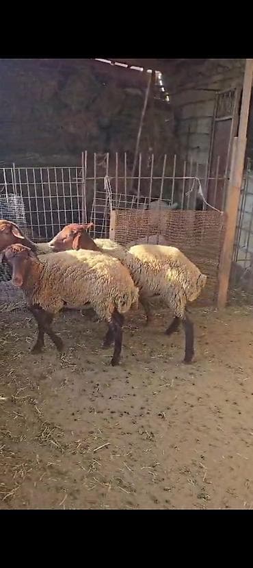 at satiram: Ekiz balali qoyun satılır istəyən olsa yazsın videosunu atım baxın — 7