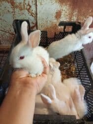 dovsanlar: Dovsanlar satilir — 11