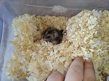 ekiz balali qoyun: 5 hamster 2 erkek 3 dışı ag boz tonlarında qefeslerle su qabı ve.s — 2