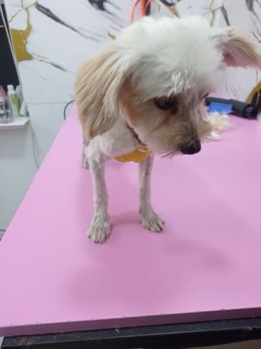 Lüğətlər: Malta bolonka, 1 il, Erkek, Peyvəndli, Ünvandan götürmə, Ödənişli çatdırılma — 4