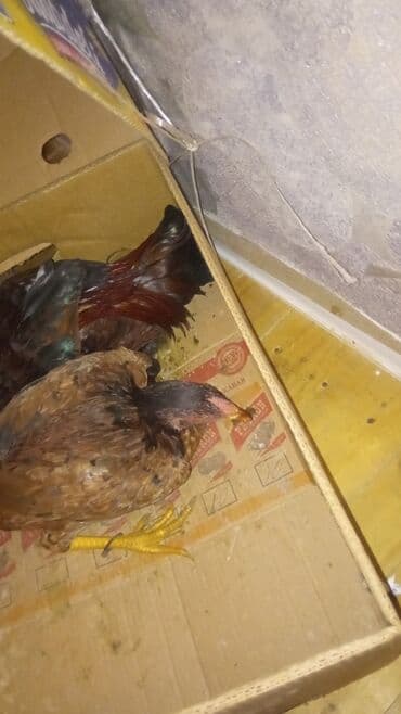 toyuga verilen adlar: Toyuq cücələri, Ətlik — 3