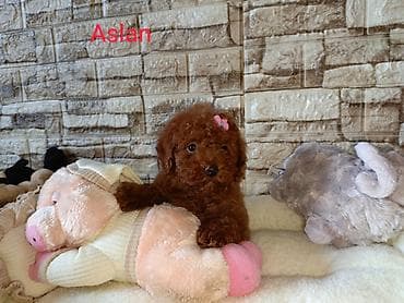it: Pudel, 2 ay, Dişi, Peyvəndli — 3
