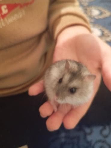 it satısı: Dag sicani satilir. Biri 2 manat. Unvan :Bine qesebesi — 1