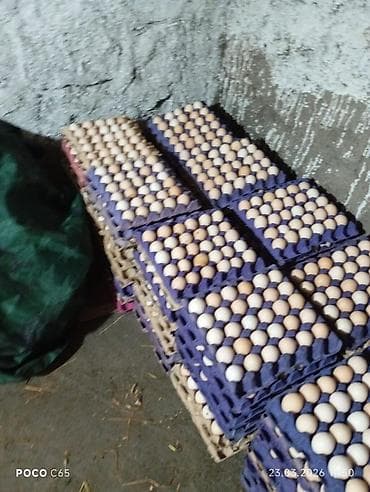 yataq yarası ucun doşək: Serebirist F6 toyuq yumurtasi 6000eded yeni yumurtadir çıxım faizi — 1