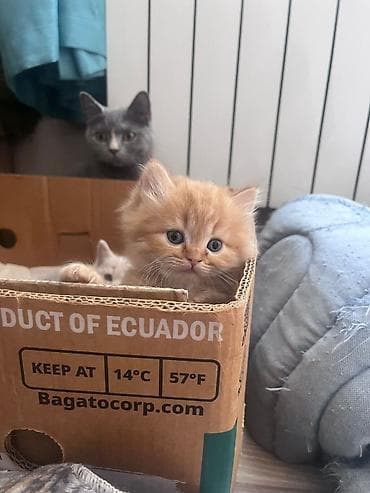 Pişiklər: Zəncəfil rəngli, uzun tüklü balaca pişik balası - Rəng: parlaq — 4