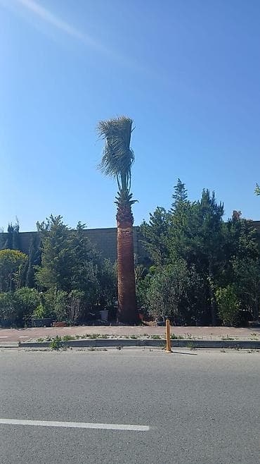 dekor agaclari: Yüksək ölçülü dekorativ palma ağacı – palmalar 3000 nen 8000 ne qeder — 5