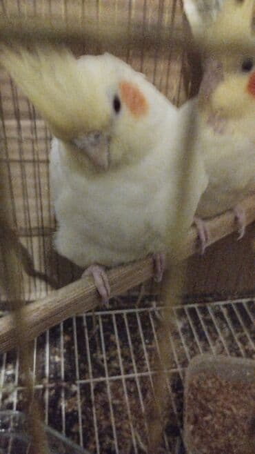 Great Wall: Başlıq: Aalbalı yanaqlı sarı nimfa tutuquşuları (Cockatiel) Məhsul — 3