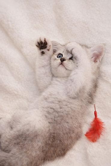 gence pisik: Britan — 2