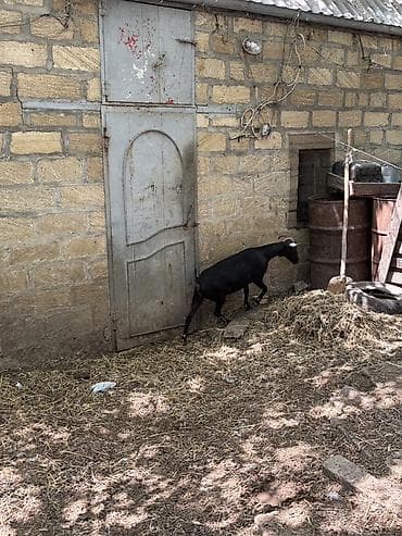 heyvan mal: Dişi, il: 1, Damazlıq, Ünvandan götürmə — 6