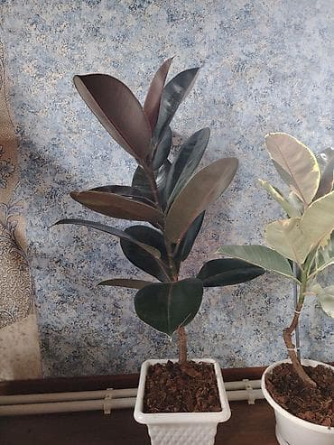 Hazır qaba əkilib. Ficus elastica
