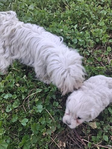 doberman itləri: Mini maltez balaları satılır tecılı ucuz qiymətə temiz qandilar ana — 1