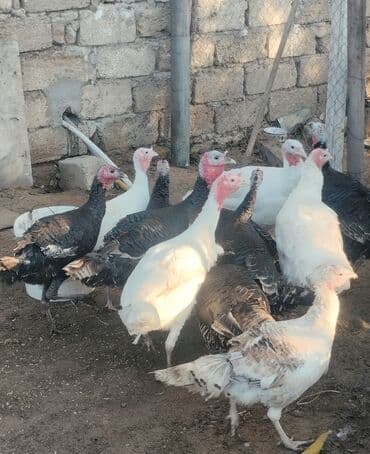 Gəmiricilər: Hinduşka satılır! — 1