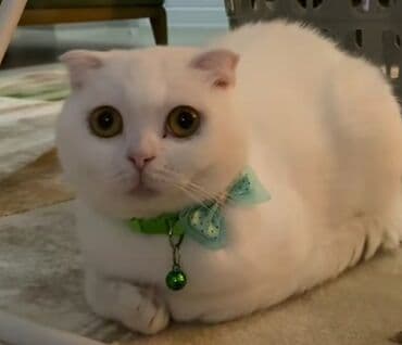 pişik yarım tip: Şotland yastı qulaq, Erkək — 5