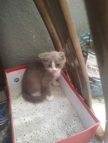 Salam şinşila pisiy 3 ayliqdi qum terbiyesi var boz ag rengli — 4