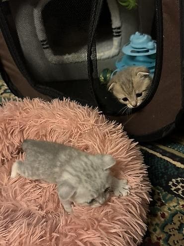 pisik latoku: Şotland yastı qulaq, Erkək, Dişi, Yaxşı əllərə, Ödənişli çatdırılma — 7