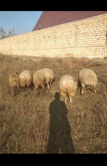 balasına süd verməyən qoyun nə adlanır: Qoyun sürüsü — 6 baş Boğazdılar qiymət 1i 500 AZN Ünvan Bakı Pirşağı — 1