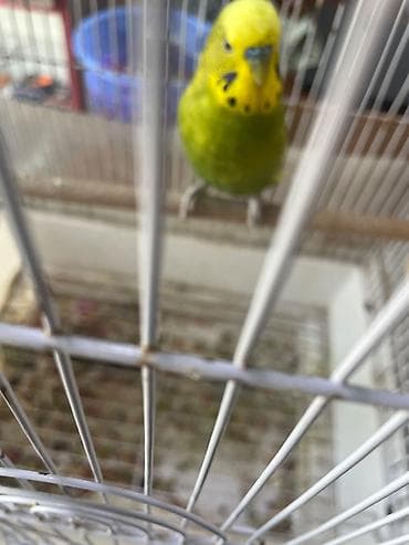pisik satisi: Salam hazir cutdu 2 eded yumurtasi ile birlikde satlir — 2