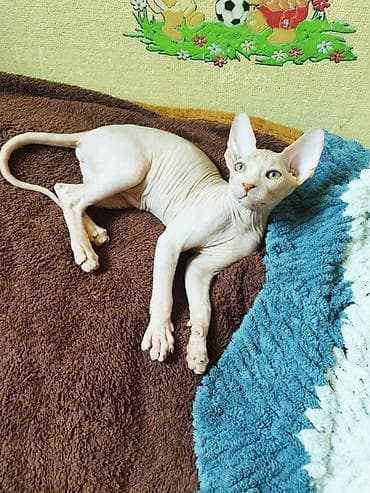 Heyvanlar: Sfinks, Erkək, Ünvandan götürmə, Pulsuz çatdırılma, Ödənişli çatdırılma — 4