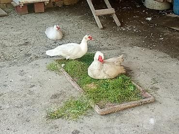 С/х животные и товары: Salam öz qapımın heyvanlarıdı 2 fərə 1 xoruz cavan heyvanlardı işdə — 2