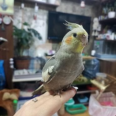 quş bazarı: Korella 4 aylıq erkək.əl quşudu.50 Azn — 1