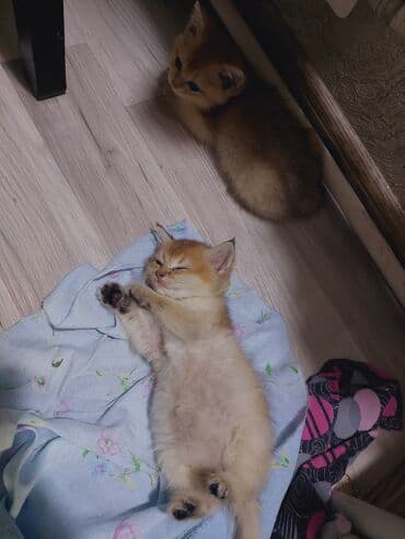 saf qan haski: Qızıl şinşilla, Erkək, Dişi, Yaxşı əllərə, Ünvandan götürmə — 5