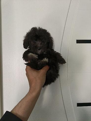 heyvan meymun: Miniatür it balası – qara rəngli, sinə və üz nahiyəsində açıq-boz — 3