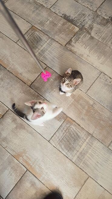 где можно купить котенка: В добрые руки — 3