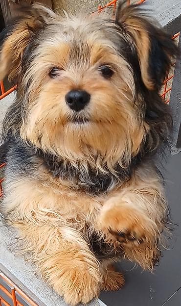 İtlər: Yorkşir teryer, 5 ay, Erkek, Peyvəndli — 2