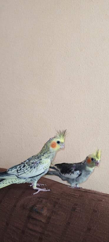 Akvarium aksessuar və ləvazimatları: 2 eded iki aylıq korella balasıdı. Cüt satılır qefesle birlikde 130 — 3