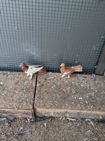 dəvəquşu yumurtası qiyməti: Şəkillərin hamısına baxın. hər cinsdə quşlar satılır . qiymət biri — 18