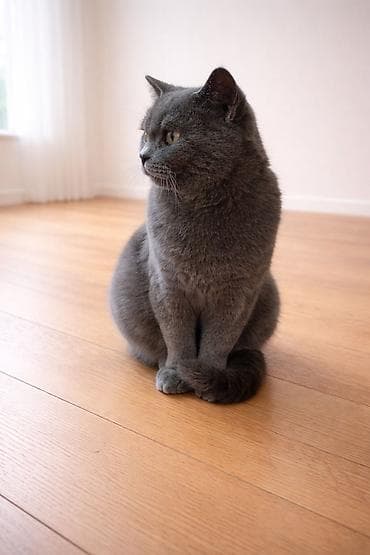 erkek pişik: Britan, Erkək, Ünvandan götürmə — 1