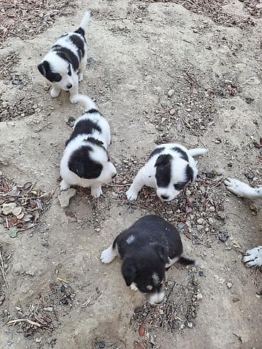ov bicaqlarin satisi: Zvonok, 2 ay, Erkek, Peyvəndli, Ünvandan götürmə — 2