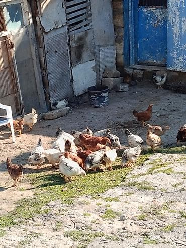 tap.az heyvanlar qoyunlar: Toyuq cücələri, Ətlik, Ünvandan götürmə — 4