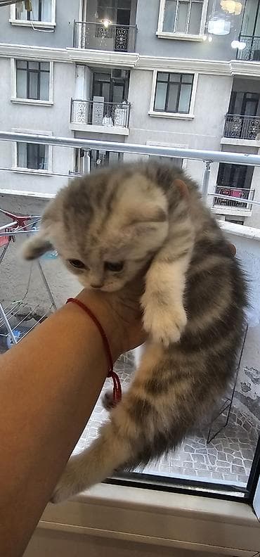 balaca ag itler: Britan yastı qulaq, Erkək, Yaxşı əllərə, Ünvandan götürmə, Ödənişli çatdırılma — 8