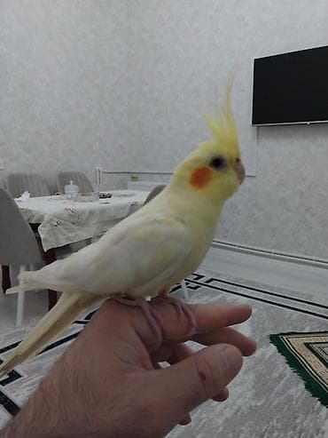 Növ: Nimfa (Cockatiel) – açıq sarı/albino tonlarda, yanaqlarda narıncı