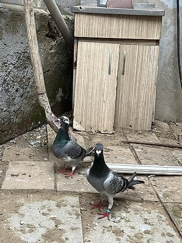 korella quşu: İki erkey iki maya göylər satılır super heyvanlardı — 2