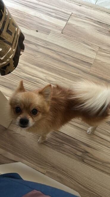 ingilis setter it cinsinin digər adı: Şpitz — 2