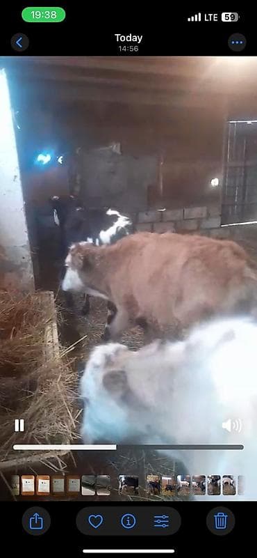 cins buzov: Satılır: danalar 11baw 2ekey 9diwi reyal alan vatsapda yazsin — 2