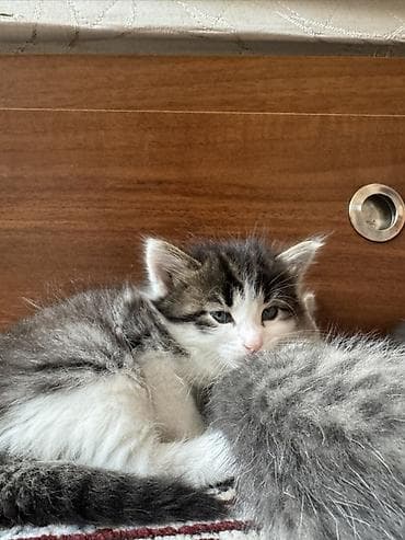 sahibləndirmə: Yaxşı əllərə — 2