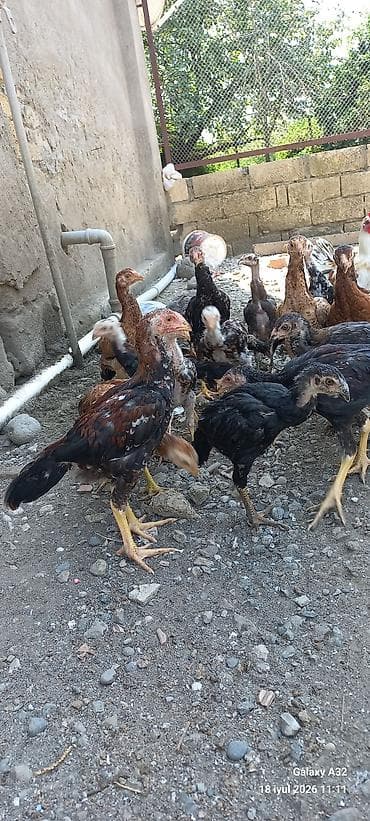Təmiz qan 2 aylıq tam sağlam daş pipik,badam pipik heyratılar.Unvan — 10