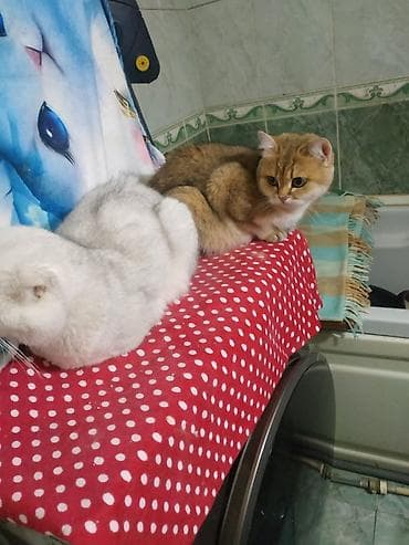 sincab satışı: Şinşilla, Erkək — 2