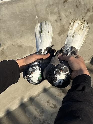 pavlin goyercin: Göyerçinler aq quyruqlar ekey maya esenlerdendi nikalayisqi cutu 35 m — 1