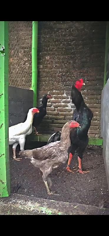 toptan toyuq satisi: Məhsul: Uzunboylu döyüş cinsi toyuqlar (Aseel/Shamo tipli) Təsvir: - — 5