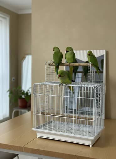 Ajarella Pakistan Pəncabdan gətirilib 3 aylıq balalar